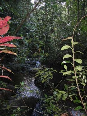 Cockscomb Basin, Belize – Best Places In The World To Retire – International Living